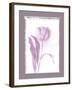 Tulip Shadow I-Bill Philip-Framed Giclee Print