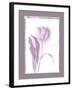 Tulip Shadow I-Bill Philip-Framed Giclee Print