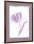 Tulip Shadow II-Bill Philip-Framed Giclee Print