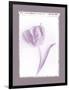 Tulip Shadow II-Bill Philip-Framed Giclee Print