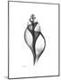 Tulip Shell Gray-Albert Koetsier-Mounted Premium Giclee Print