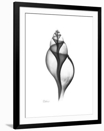 Tulip Shell Gray-Albert Koetsier-Framed Premium Giclee Print