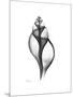 Tulip Shell Gray-Albert Koetsier-Mounted Premium Giclee Print