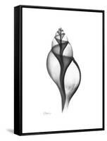 Tulip Shell Gray-Albert Koetsier-Framed Stretched Canvas