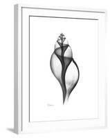 Tulip Shell Gray-Albert Koetsier-Framed Premium Giclee Print