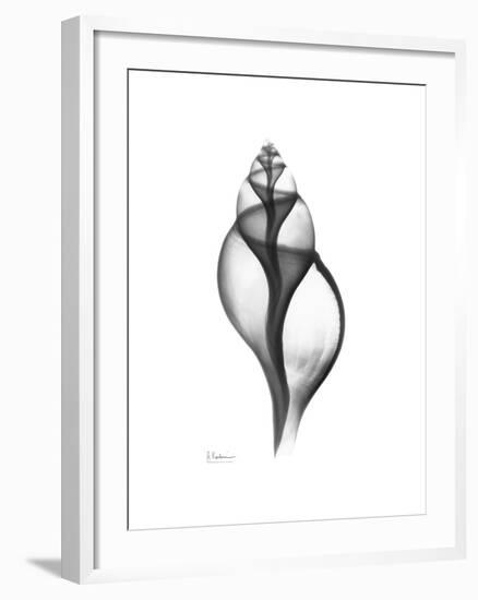 Tulip Shell Gray-Albert Koetsier-Framed Premium Giclee Print