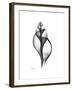 Tulip Shell Gray-Albert Koetsier-Framed Premium Giclee Print