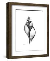 Tulip Shell Gray-Albert Koetsier-Framed Premium Giclee Print