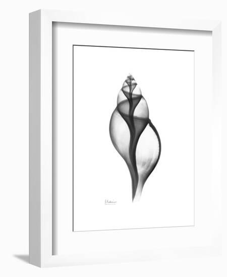 Tulip Shell Gray-Albert Koetsier-Framed Premium Giclee Print