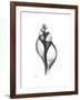 Tulip Shell Gray-Albert Koetsier-Framed Premium Giclee Print