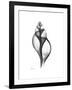 Tulip Shell Gray-Albert Koetsier-Framed Premium Giclee Print