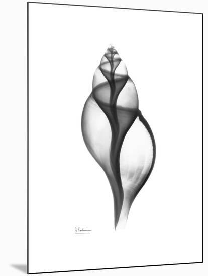 Tulip Shell Gray-Albert Koetsier-Mounted Premium Giclee Print