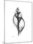 Tulip Shell Gray-Albert Koetsier-Mounted Premium Giclee Print