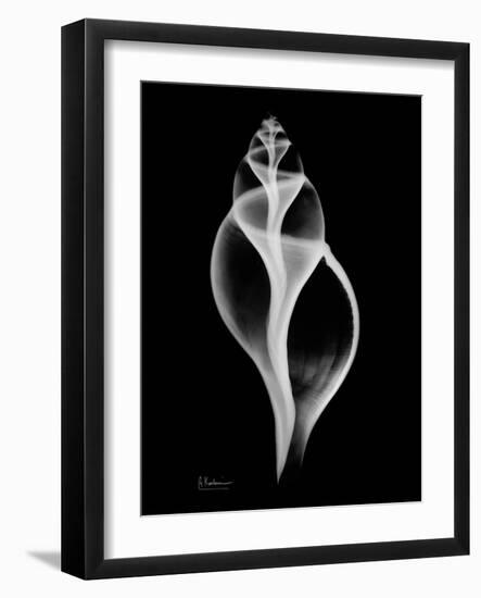 Tulip Shell on Black-Albert Koetsier-Framed Art Print