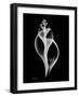 Tulip Shell on Black-Albert Koetsier-Framed Art Print