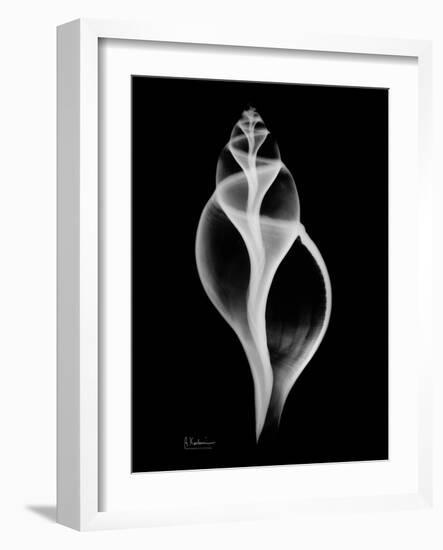 Tulip Shell on Black-Albert Koetsier-Framed Art Print