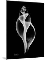 Tulip Shell on Black-Albert Koetsier-Mounted Art Print