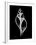 Tulip Shell Xray-Albert Koetsier-Framed Art Print