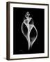 Tulip Shell Xray-Albert Koetsier-Framed Art Print