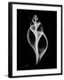 Tulip Shell Xray-Albert Koetsier-Framed Art Print