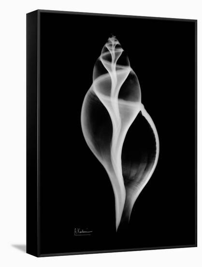 Tulip Shell Xray-Albert Koetsier-Framed Stretched Canvas
