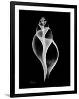 Tulip Shell Xray-Albert Koetsier-Framed Art Print