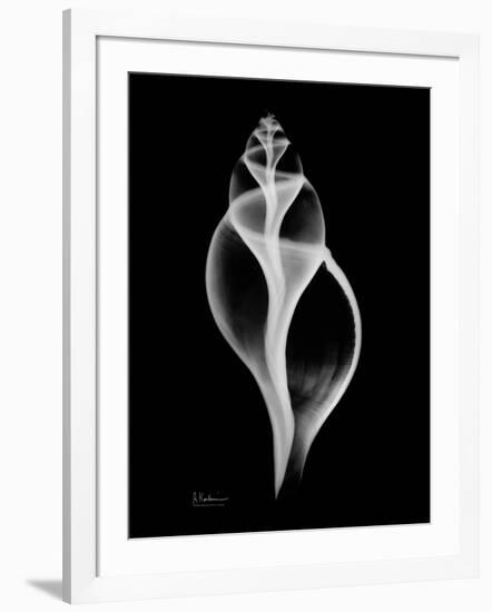 Tulip Shell Xray-Albert Koetsier-Framed Art Print