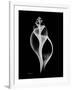 Tulip Shell Xray-Albert Koetsier-Framed Art Print