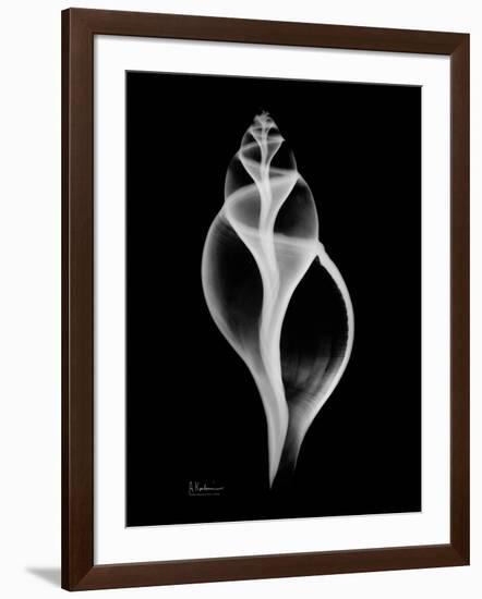 Tulip Shell Xray-Albert Koetsier-Framed Art Print