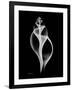 Tulip Shell Xray-Albert Koetsier-Framed Art Print