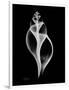 Tulip Shell Xray-Albert Koetsier-Framed Art Print