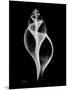 Tulip Shell Xray-Albert Koetsier-Mounted Art Print