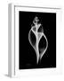 Tulip Shell Xray-Albert Koetsier-Framed Art Print