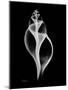 Tulip Shell Xray-Albert Koetsier-Mounted Art Print