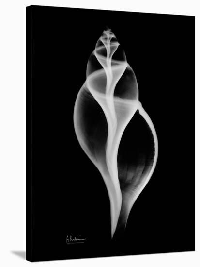 Tulip Shell Xray-Albert Koetsier-Stretched Canvas