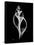 Tulip Shell Xray-Albert Koetsier-Framed Stretched Canvas