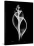 Tulip Shell Xray-Albert Koetsier-Stretched Canvas