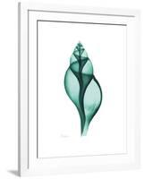 Tulip Shell-Albert Koetsier-Framed Premium Giclee Print