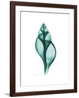 Tulip Shell-Albert Koetsier-Framed Premium Giclee Print