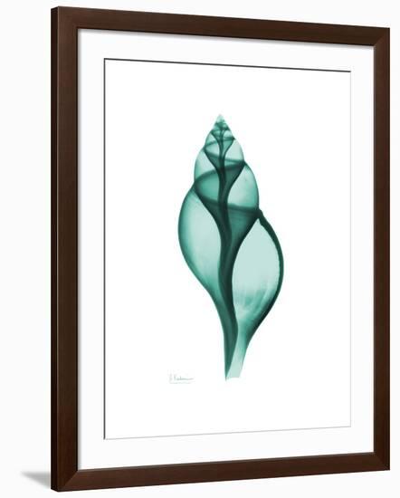 Tulip Shell-Albert Koetsier-Framed Premium Giclee Print