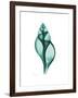 Tulip Shell-Albert Koetsier-Framed Premium Giclee Print