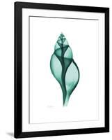 Tulip Shell-Albert Koetsier-Framed Premium Giclee Print