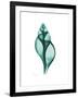 Tulip Shell-Albert Koetsier-Framed Premium Giclee Print