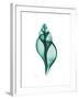 Tulip Shell-Albert Koetsier-Framed Premium Giclee Print