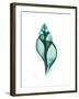 Tulip Shell-Albert Koetsier-Framed Premium Giclee Print