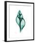 Tulip Shell-Albert Koetsier-Framed Premium Giclee Print