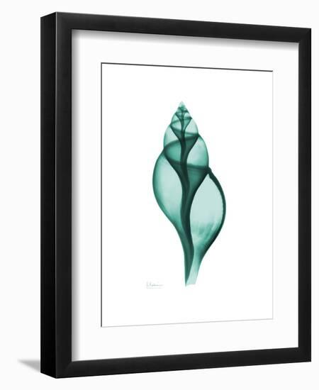 Tulip Shell-Albert Koetsier-Framed Premium Giclee Print