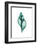 Tulip Shell-Albert Koetsier-Framed Premium Giclee Print