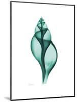 Tulip Shell-Albert Koetsier-Mounted Premium Giclee Print