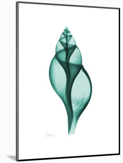 Tulip Shell-Albert Koetsier-Mounted Premium Giclee Print